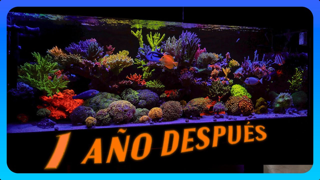 Grandes cambios! TANQUE TOUR EP. 35.2 / Enrique Sahagun | OSO REEF