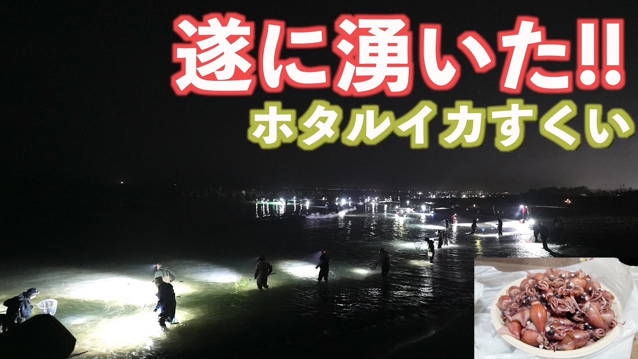3年目にして遂に湧いた!!掬って掬って掬いまくってきた!!｜ホタルイカ掬い｜梅の花鑑賞｜ドライブ｜田舎暮らし｜富山県｜4K