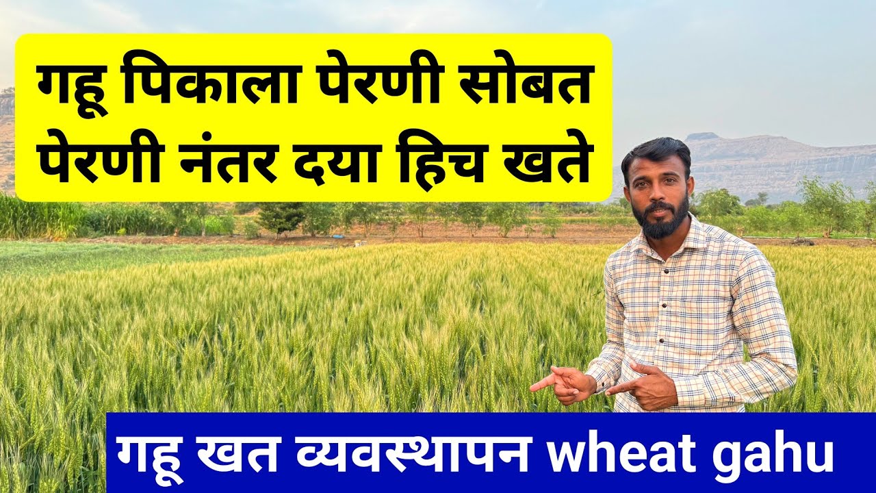 गहू पेरणी सोबत कोणती खते द्यावीत | gahu khat vyavsthapan| गहू बियाणे | wheat | Milind Bhor YouTube 
