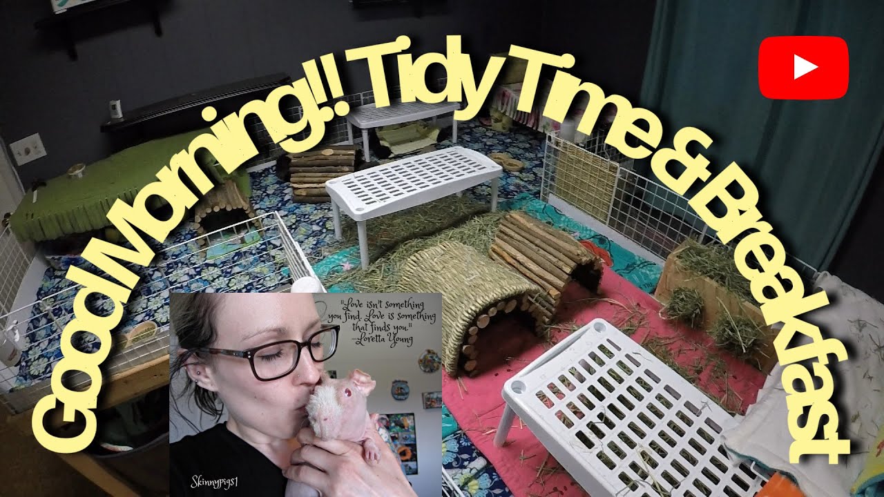 Guinea Pig Morning Routine: 7 Guinea Pigs & 1 Skinny Pig