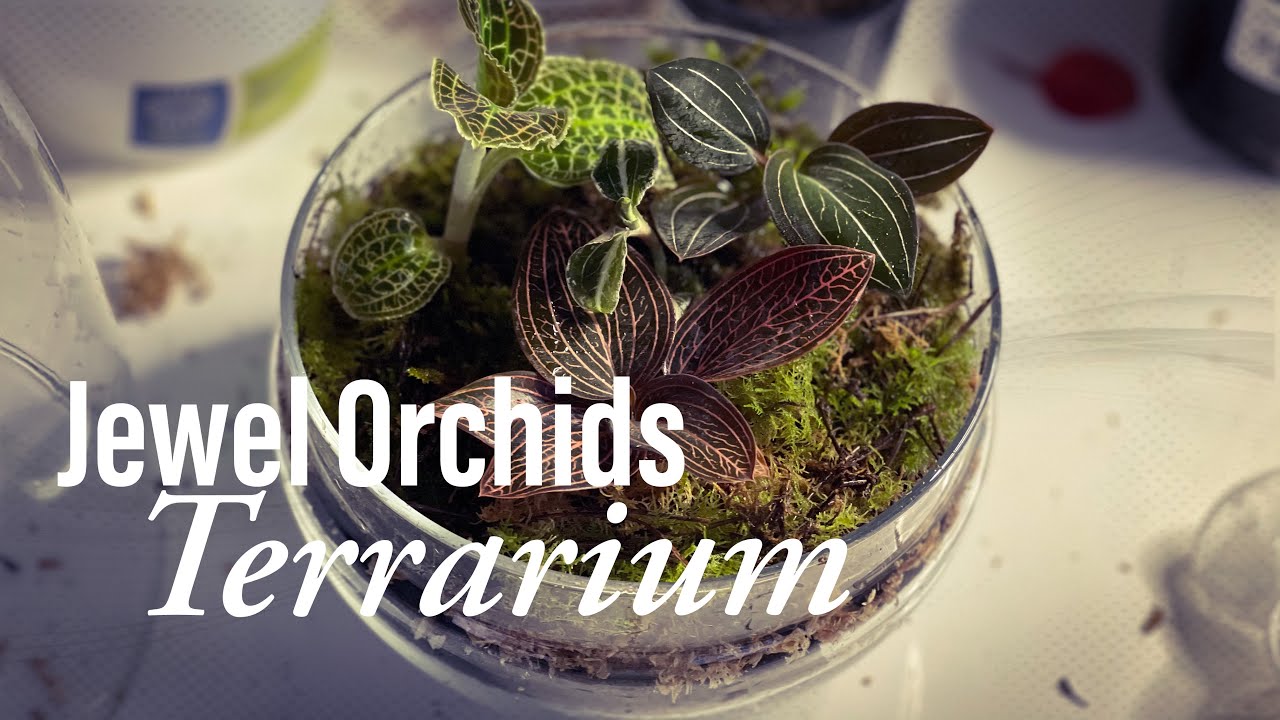 Jewel Orchids Terrarium