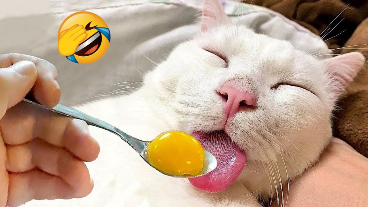 Новые Забавные Животные 😂 Самые смешные кошки и собаки 2026 🤣 Часть 15
