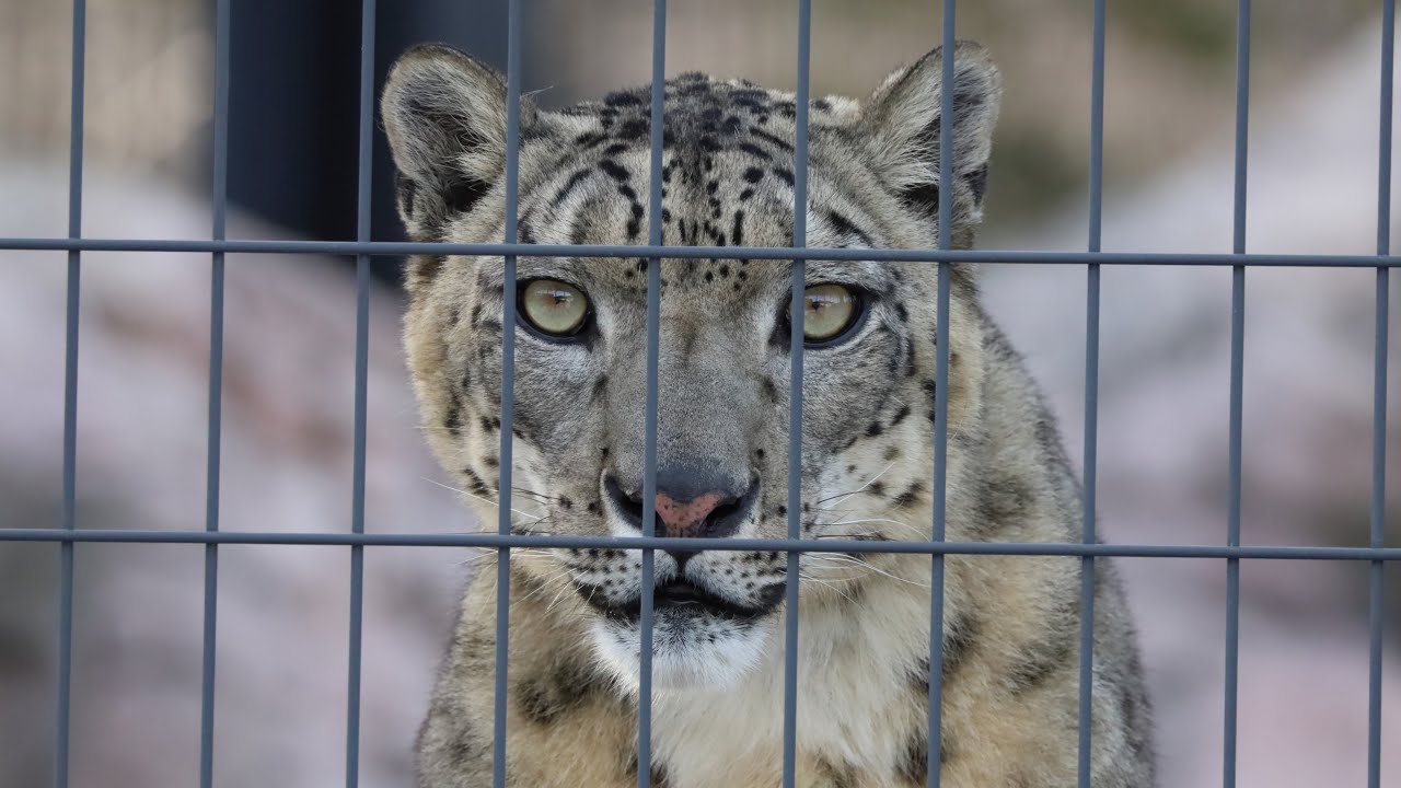 あれ、なんだ？？？（円山動物園　ユキヒョウのフブキとシジム）#snowleopard #leopard #bigcat