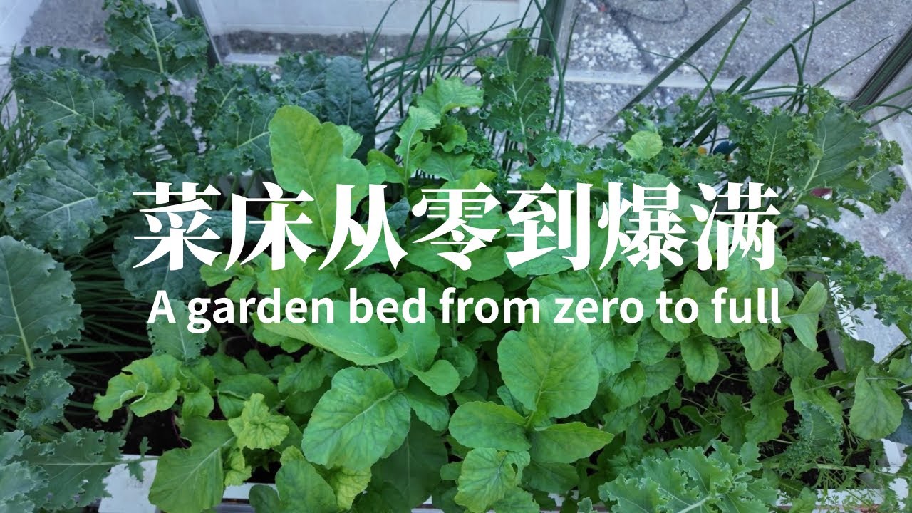 秋季种菜记录｜菜床从零到大丰收！｜萝卜徒长竟然还能结球？