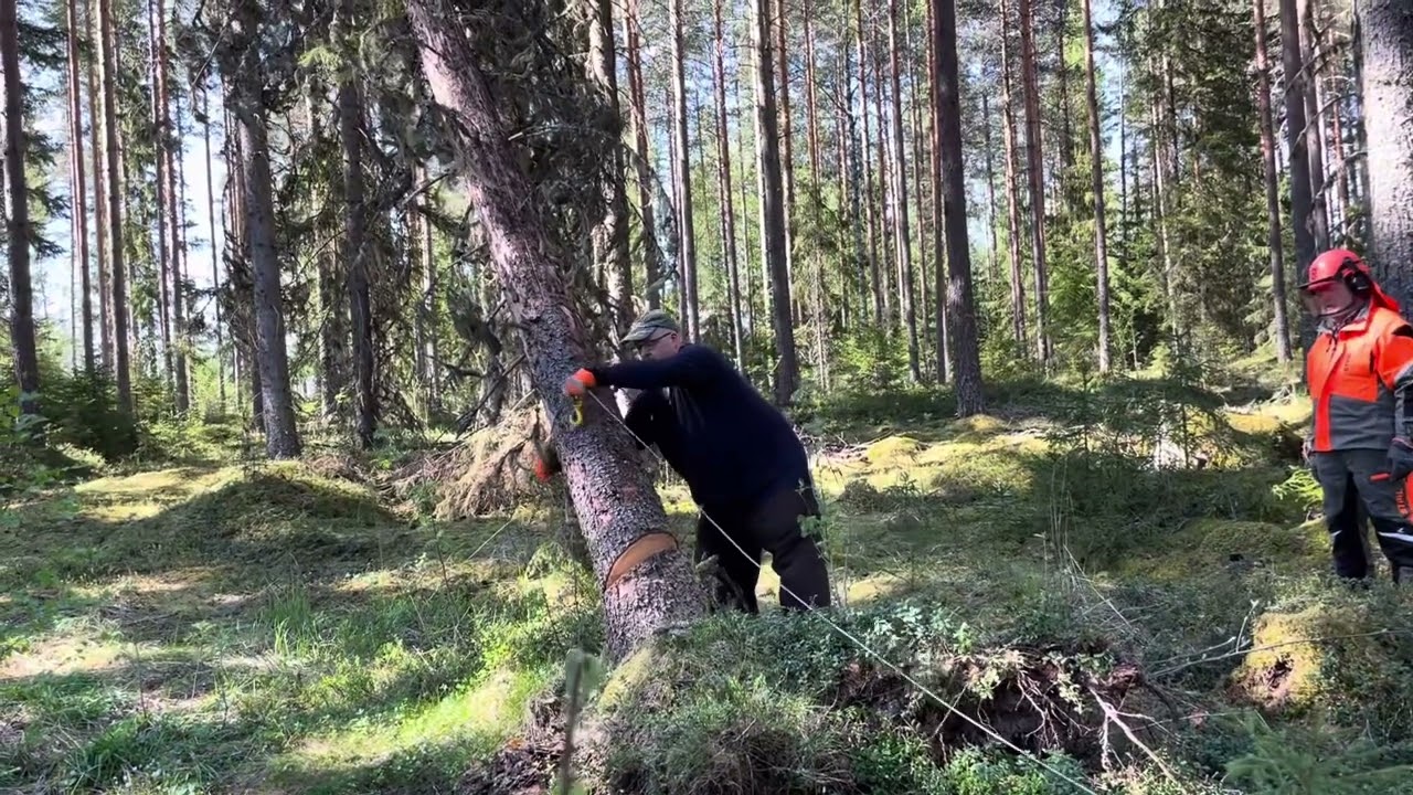 Using Lennartsfors Järnhästen motor winch to take down hung up windfall tree