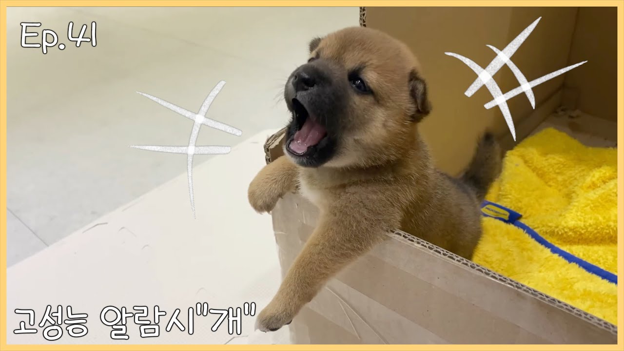 멈출 수 없는 알람시계... 가져가실분? [ Ep.41 ]