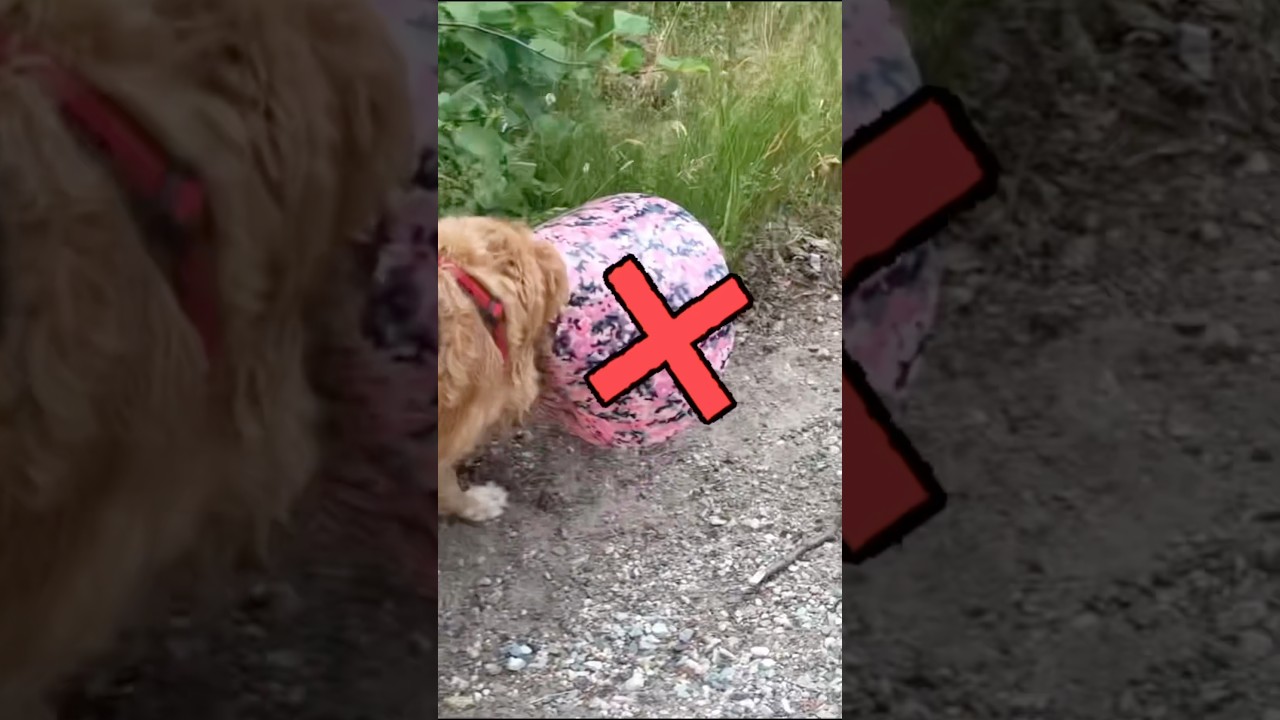 Избавьтесь от собачьего конуса и сделайте это! 🐾 #собачник #конуспозора #легкосделать