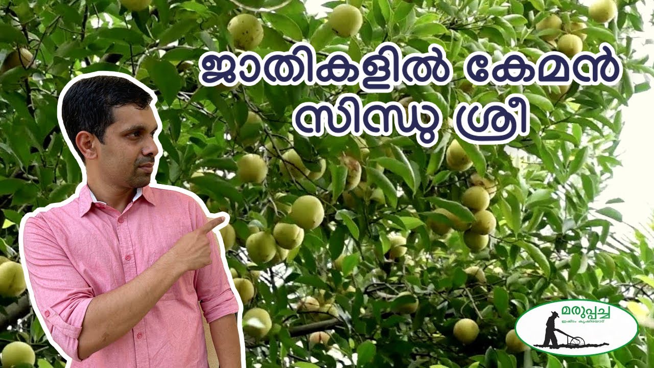 Sindhu Sree jathi/Sindhusree Nutmeg/Nutmeg farming/Jathi thai/Nirappel Nursery/Paulson Nirappel