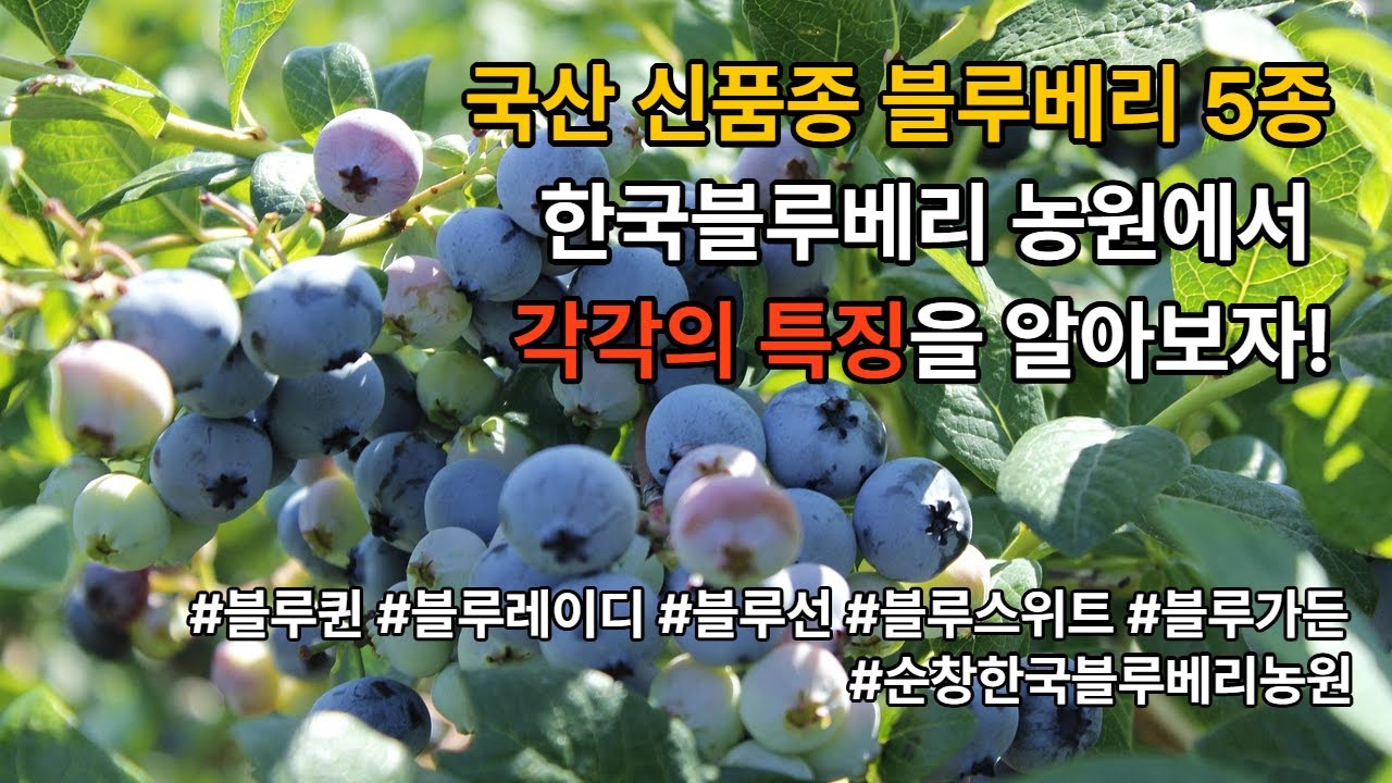 국산 신품종 블루베리 5종 특징을 알려드립니다.