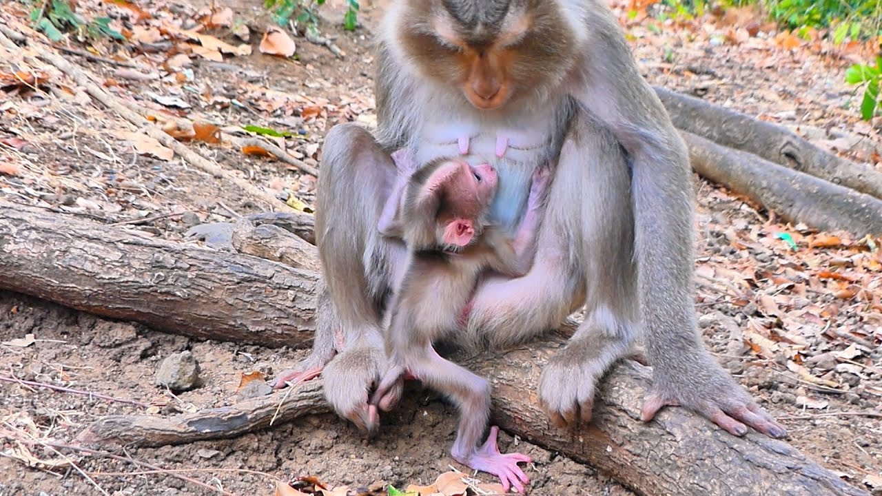 Mama Wants Her Baby to Walk — But Baby Isn’t Ready Yet 💛🐒.