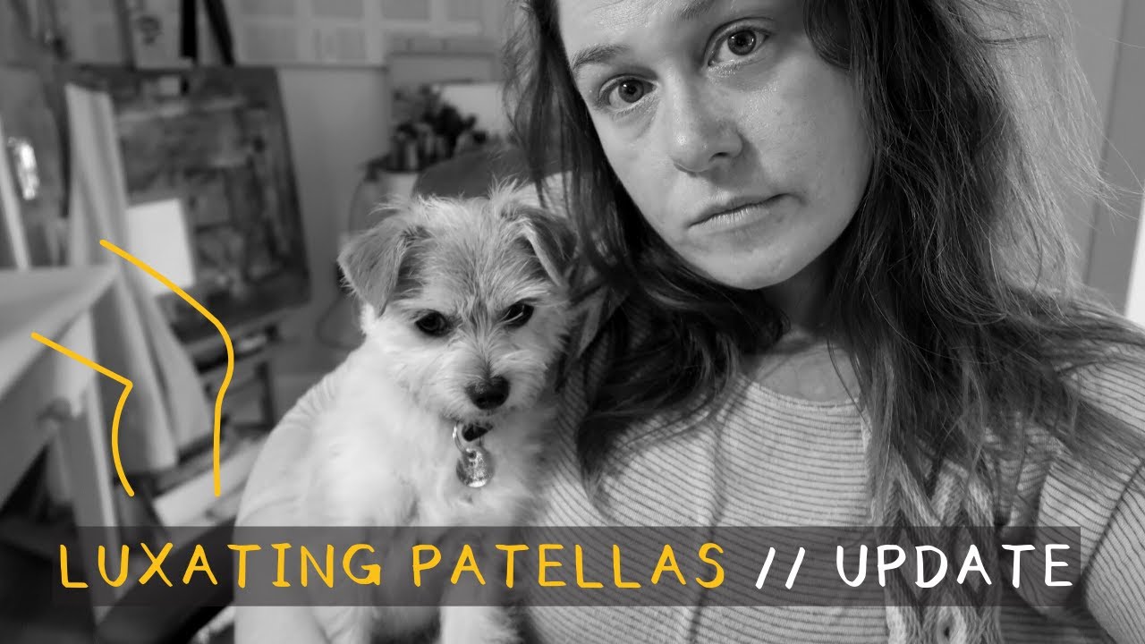 [Katie VLOG] painful luxating patella in small dogs // floating kneecap update