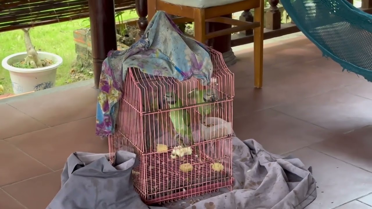 🦋🌻🦜 Chuyên mục két nói nhảm mỗi ngày 🦜🦜