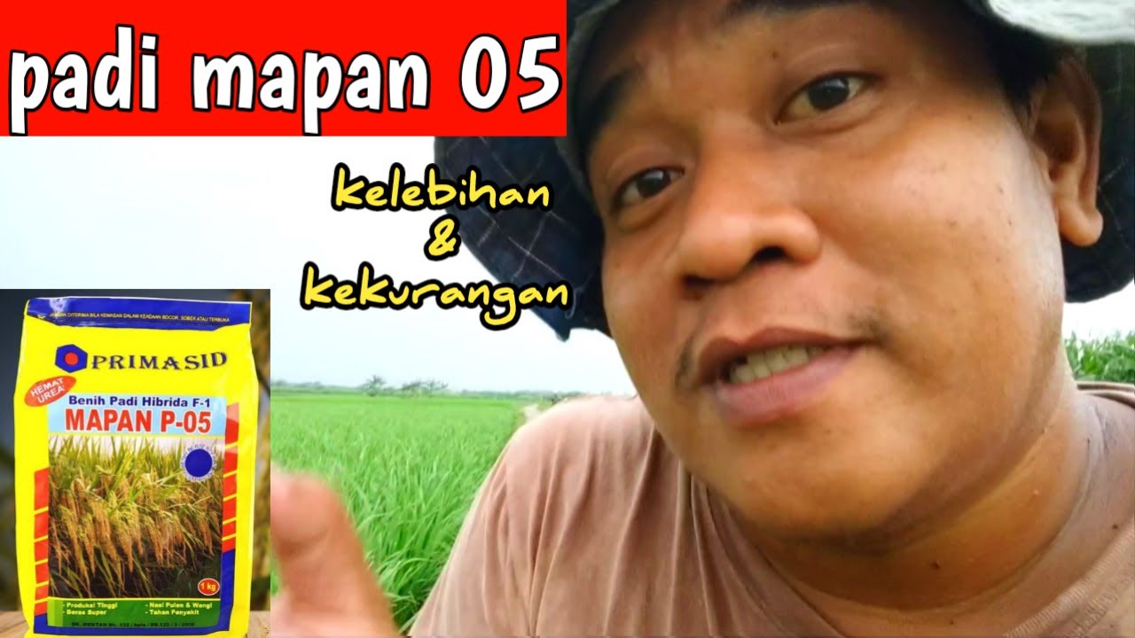 Padi mapan 05 | kelebihan dan kekurangan padi mapan 05