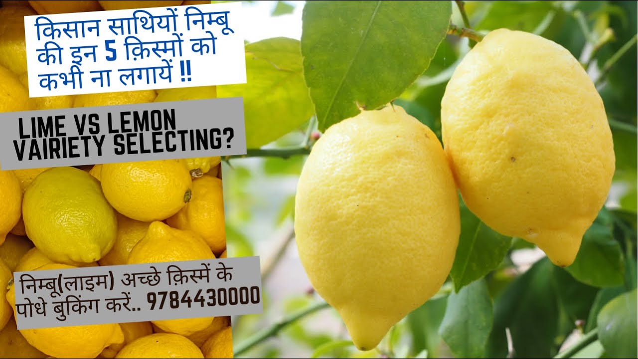 निम्बू की इन क़िस्मों को ना लगायें क्यूँकि…? @Jaihindnursery