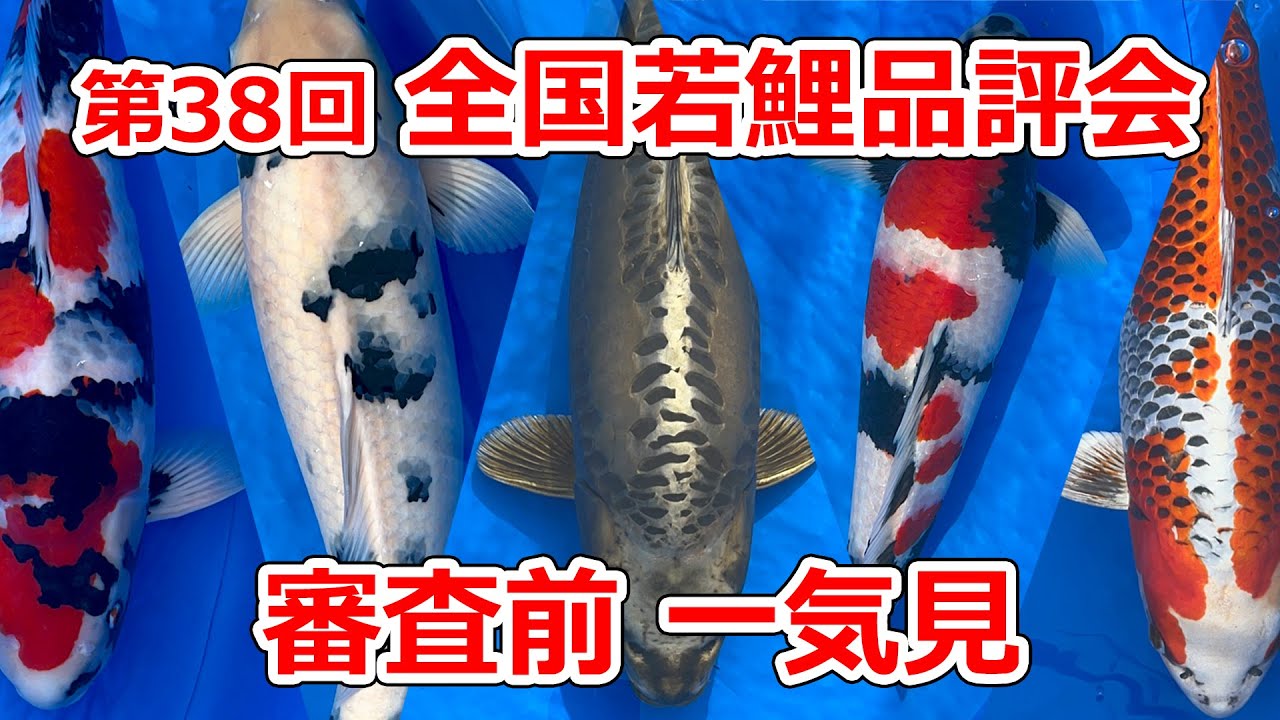 【審査前一気見】第38回錦鯉全国若鯉品評会
