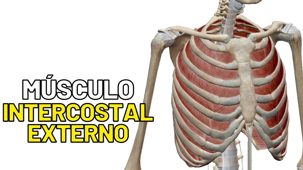 Miologia do Tórax - Anatomia humana. Quais as características do músculo intercostal externo?