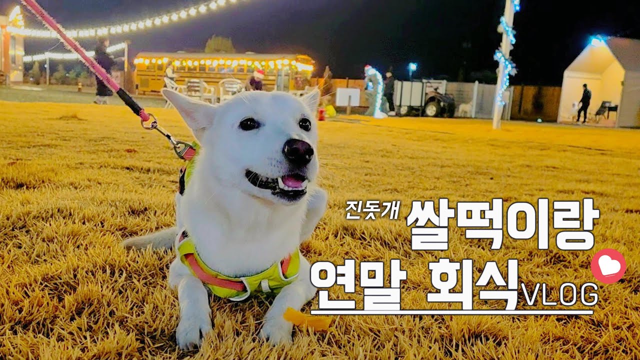 진돗개 쌀떡이와 모든 순간 함께하기 vlog🩷 |A Year-End Dinner with Our Dog
