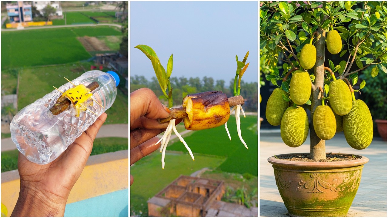 Using banana for growing jackfruit plant at home | Step-by-step gardening guide