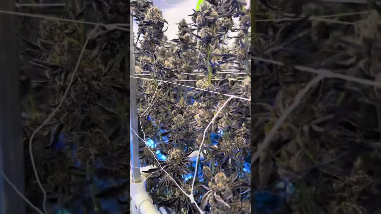 Under Canopy Lighting in a grow