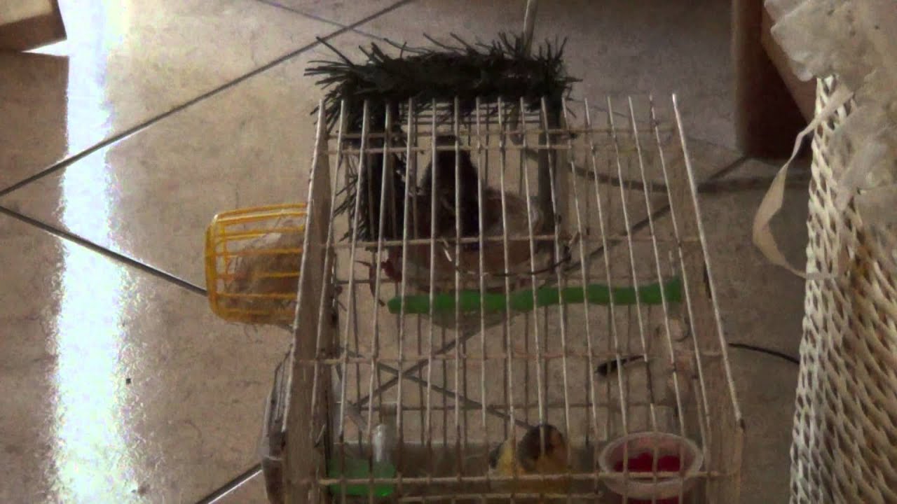 ζευγάρι καρδερίνα με κανάρα