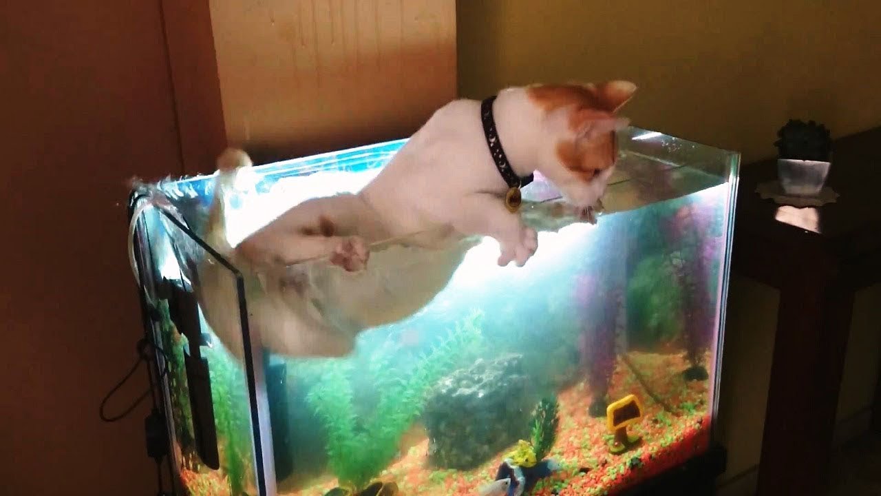 【面白い動画】 かわいい猫 - かわいい犬 - 最も面白いペットの動画 #90