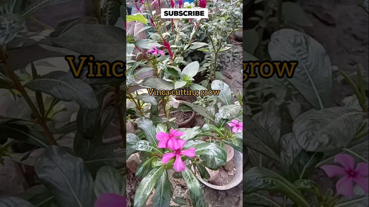 rare variety vinca plant cutting grow 