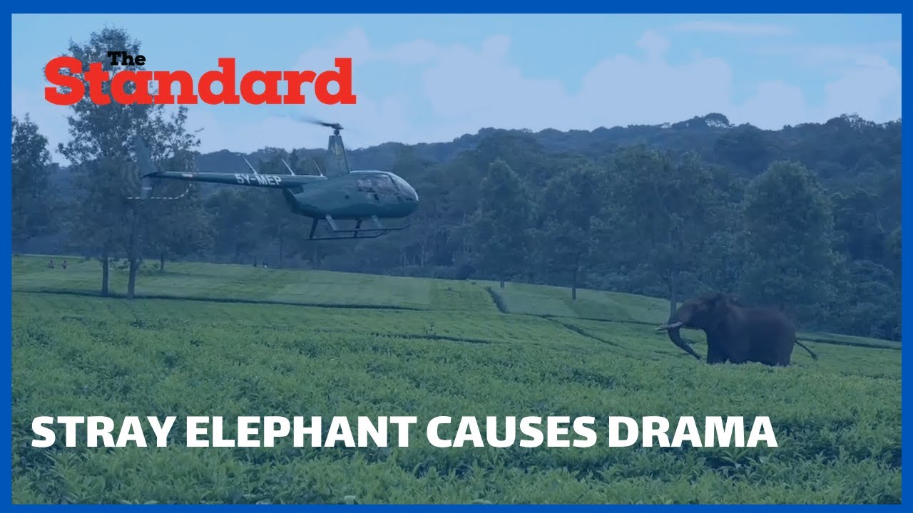 Stray elephant from Mau forest complex causes drama and excitement among Kericho residents