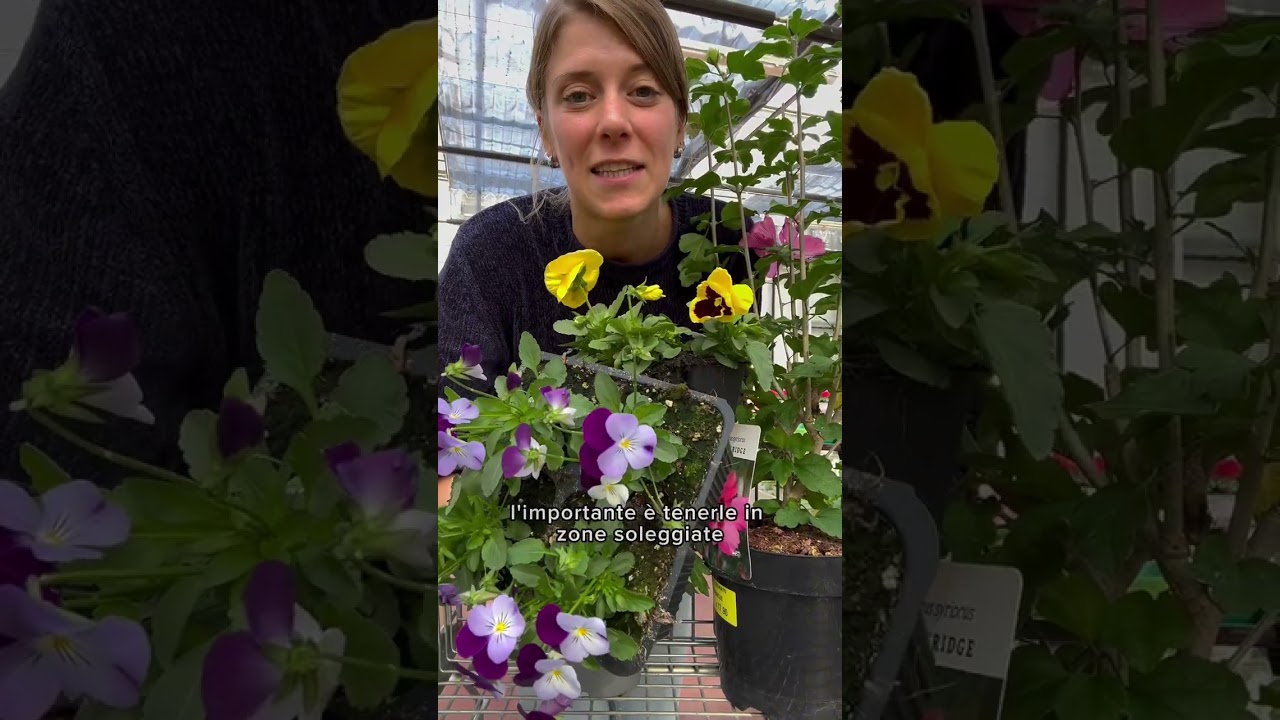 Fiori autunnali: 7 variet&agrave; da coltivare in settembre