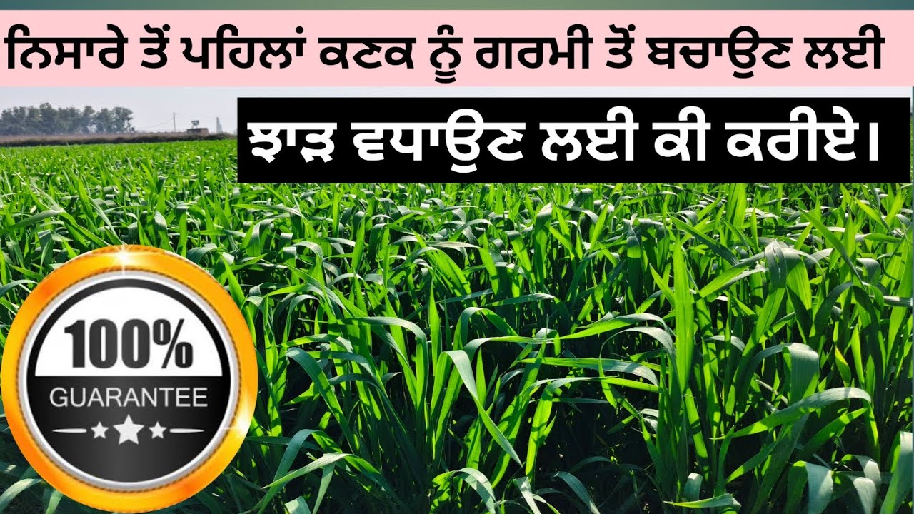 ਕਣਕ ਨੂੰ ਛੋਟੇ ਤੱਤਾਂ ਦੀ ਸਪਰੇਅ ਦਾ ਸਹੀ ਸਮਾਂ #farming #agriculture #wheat #zinc #potash 