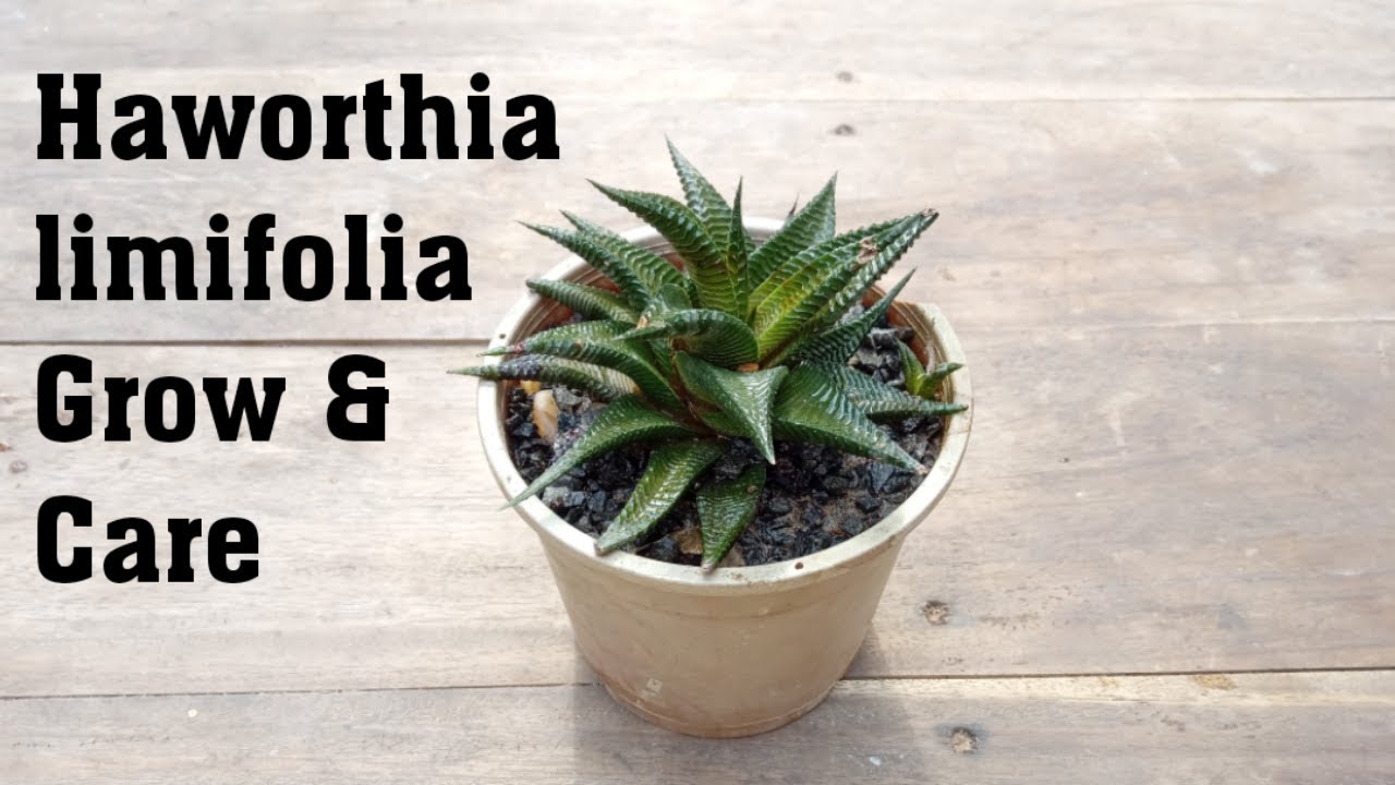 Succulent Haworthia limifolia Plant Grow and Caring Tips
