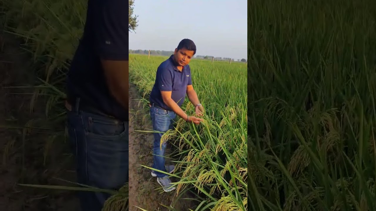 Bayer ka Arize Swift Gold Paddy Crop Show