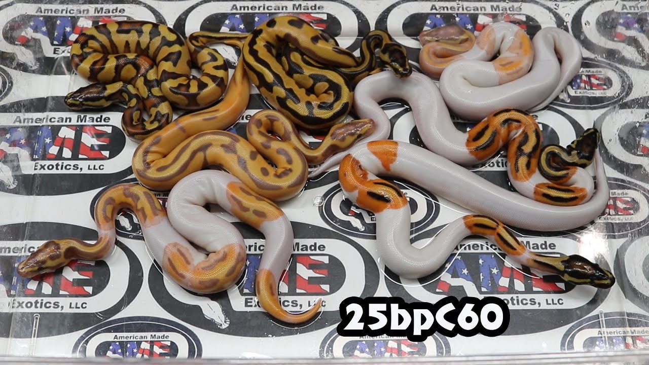 25bpC60 fm Leopard OD YB Pied x m Hypo Banana Super OD Enchi YB Het Pied