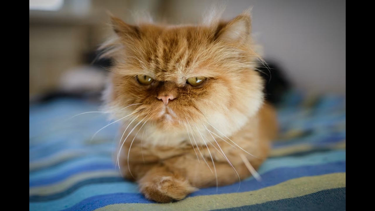 Gatitos que nacieron con cara de 'ya me harté de todo' 😾😂 | No están enojados... ¿o sí?