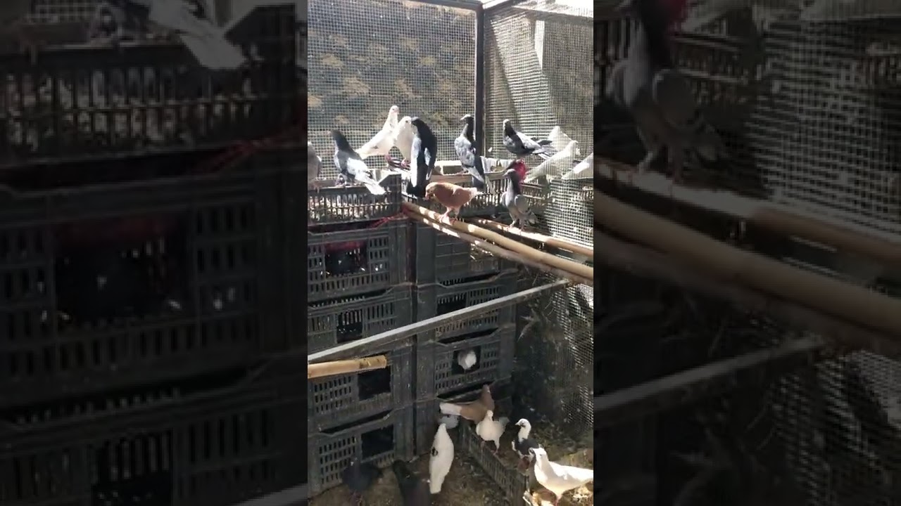 حمام في جبرات المعجل