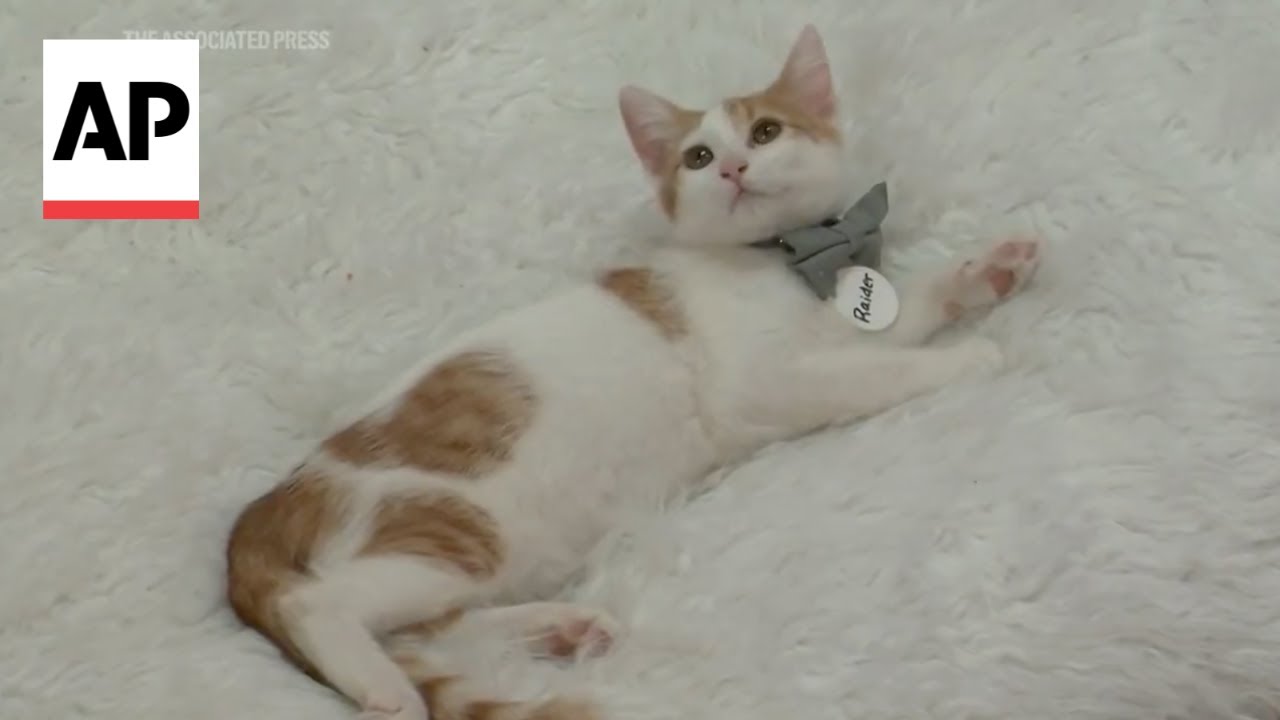 Cats are getting sick with bird flu. Here's how to protect them