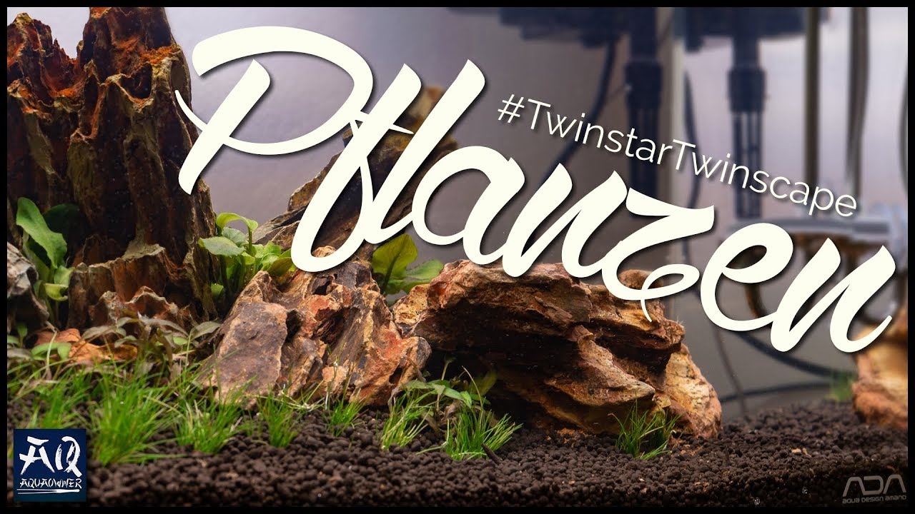 Die Pflanzen im #TwinstarTwinscape | AquaOwner