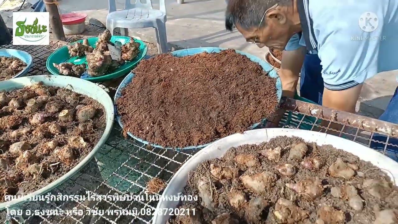 เพาะบัวหิมะแบบเกษตรอินทรีย์ โดยอ.ธงชนะ หรือซิชัย พรหมมิ