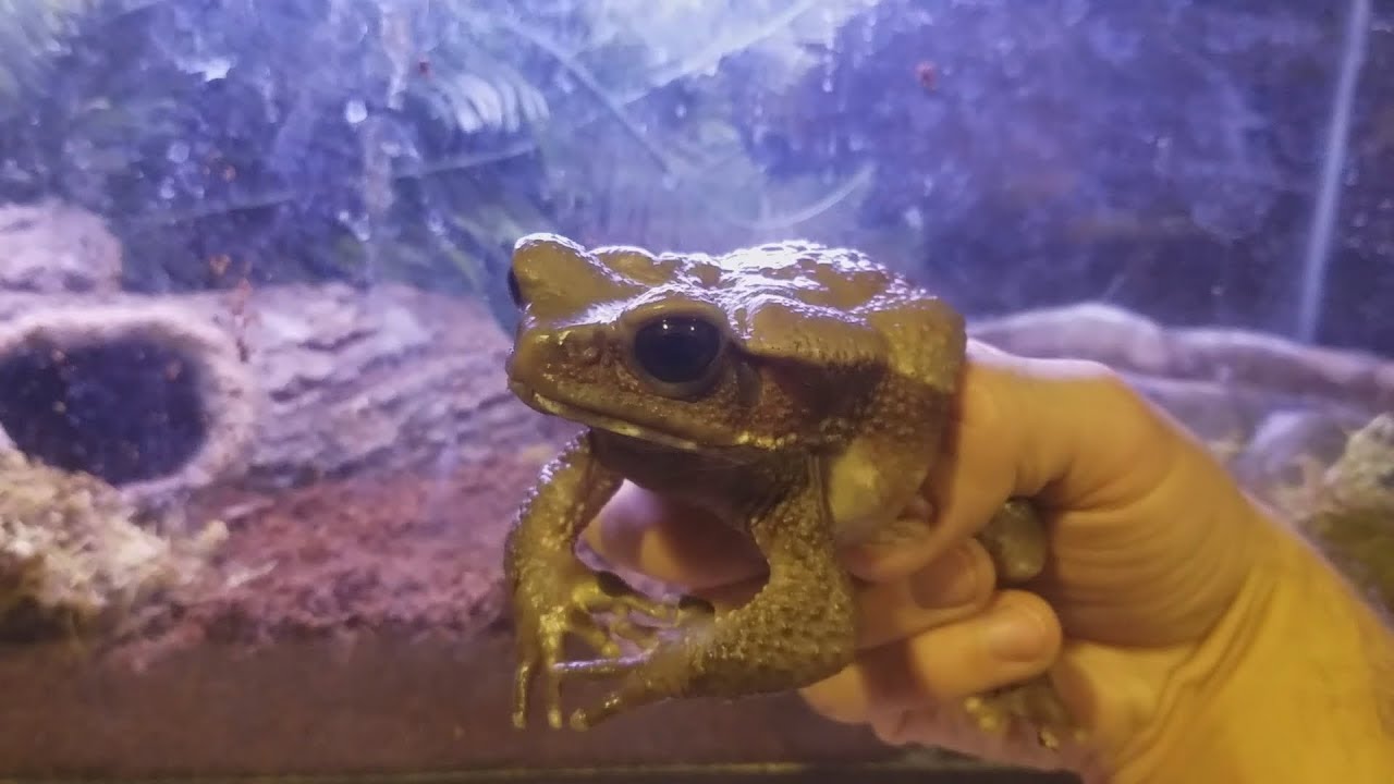 My New Smooth Sided Toad Named 