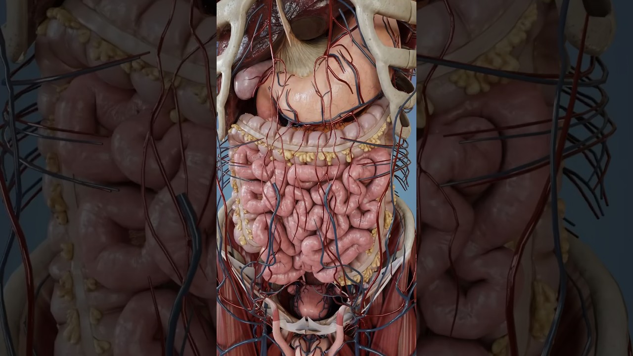 Large intestine anatomy in 3D