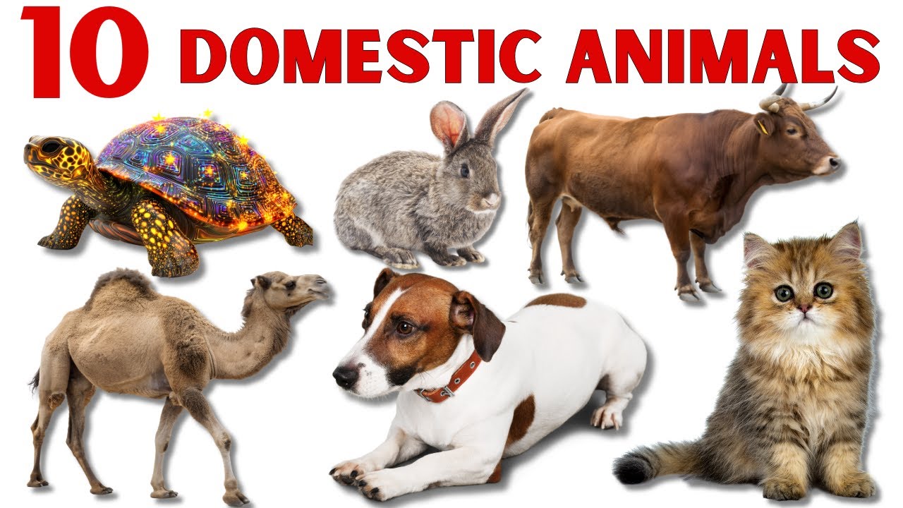 Domestic Animals Name for Kids | Farm Animals | Pets Animals
