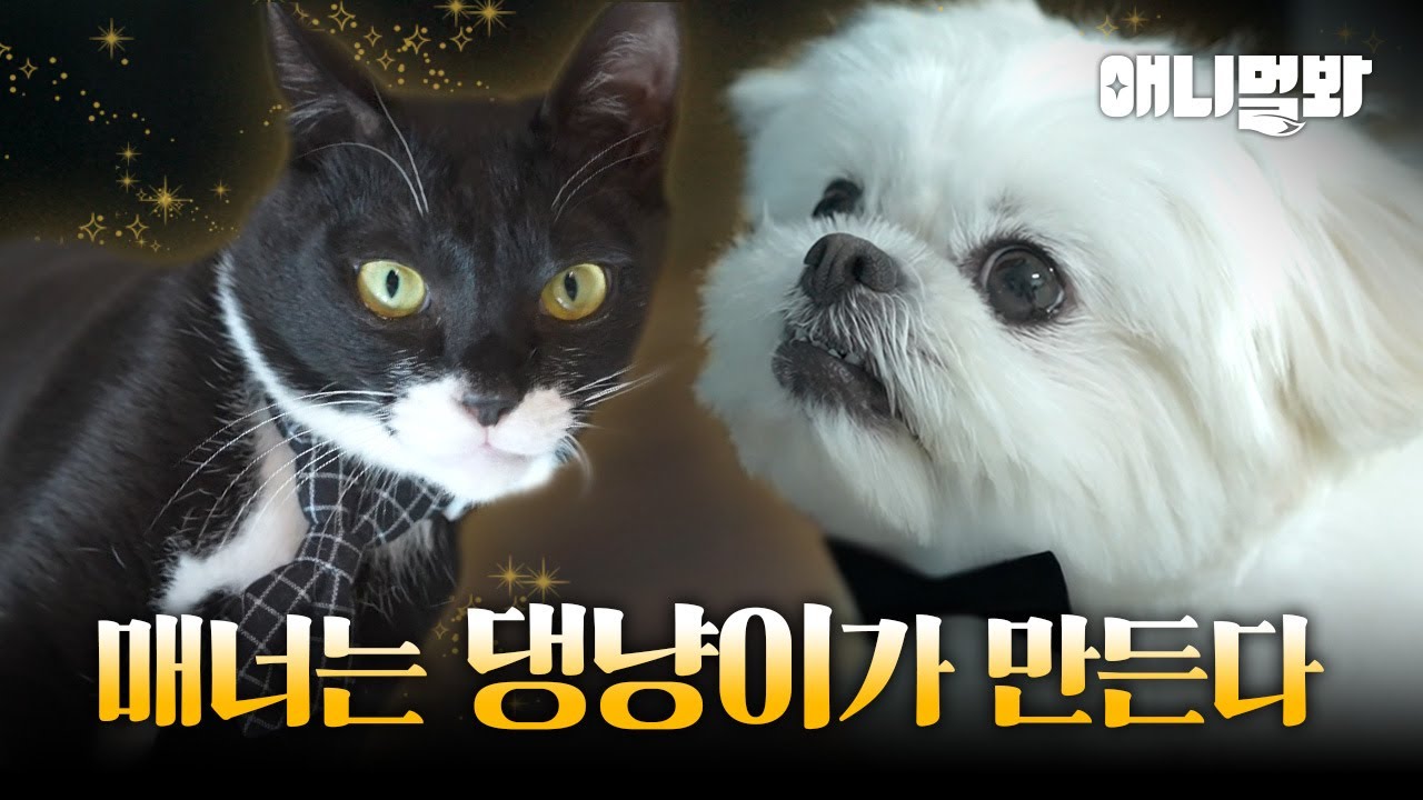 ✨ 매너는 댕냥이 만든다 ✨ 매너댕냥 등장! I Manners Maketh Dog And Cat