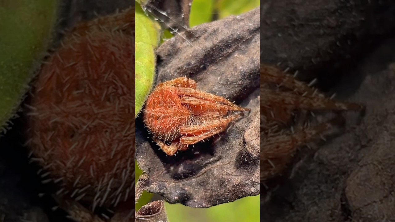 MALALAKING GAGAMBA#shorts #gagamba #spider #short