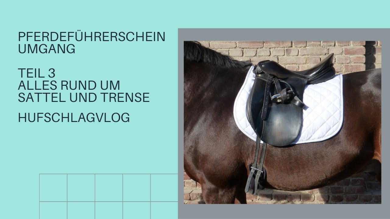 Pferdeführerschein Umgang Teil 3 Alles rund um Sattel & Trense