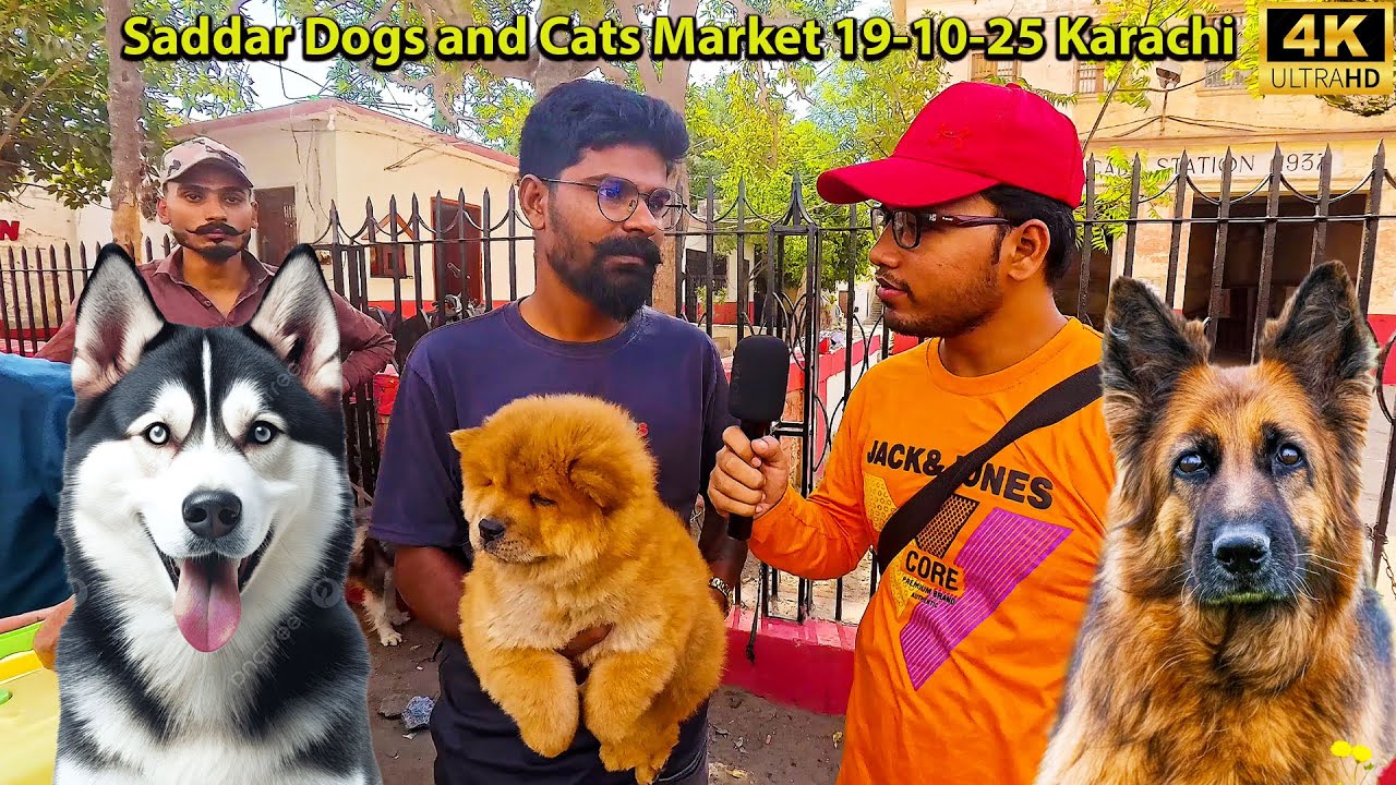 Dogs and Cat Market 19-10-25 Sadar Karachi German Shepherd Siberian Husky Dog Chow Chow Dogs Breed