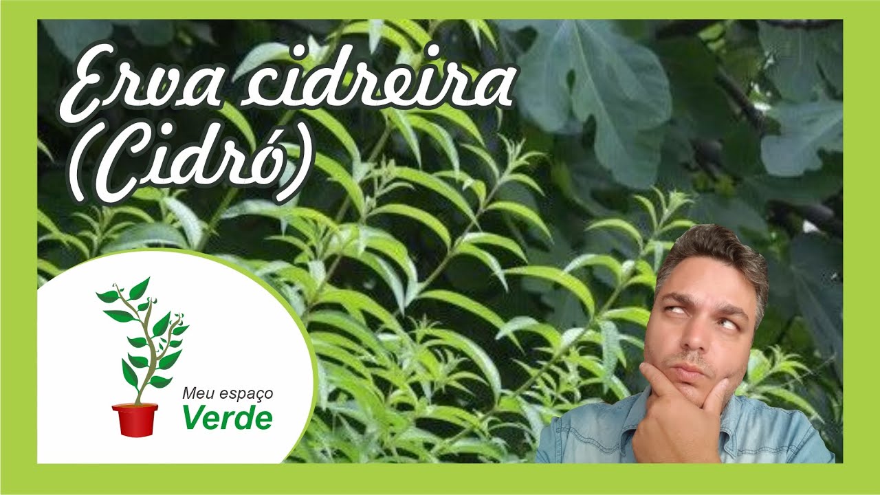 Erva cidreira  (cidró) -  meu espaco verde