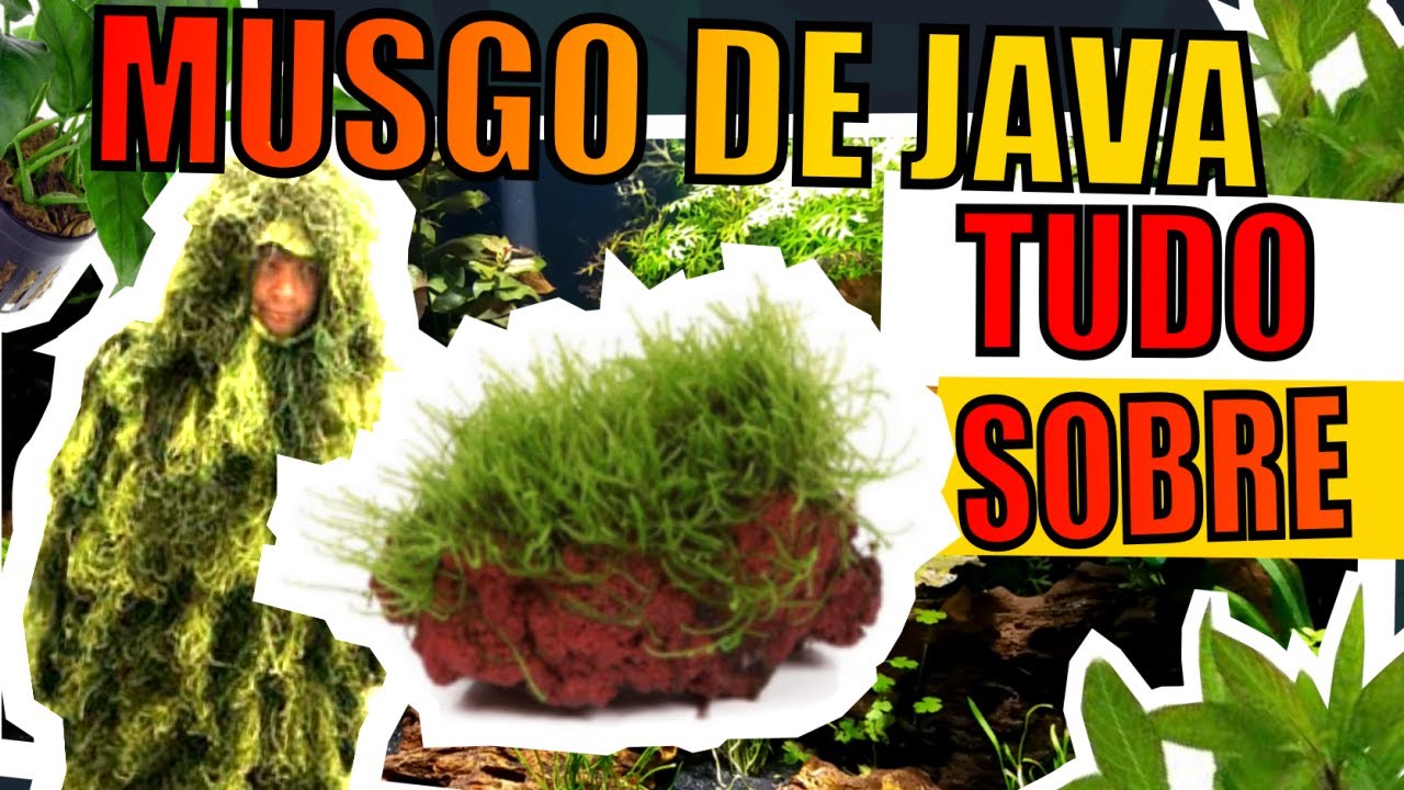 🔴MUSGO DE JAVA: TUDO SOBRE.  |Mr. Betta|