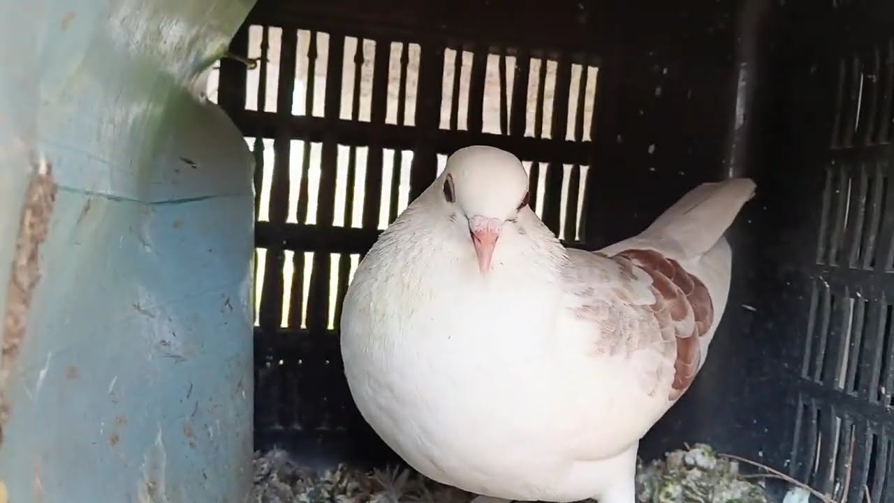 Firse setap ka rivyu kiya