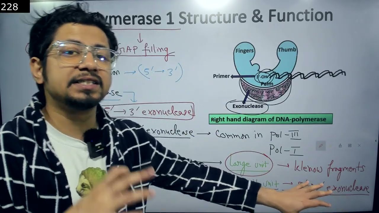 DNA polymerase 1 structure and function