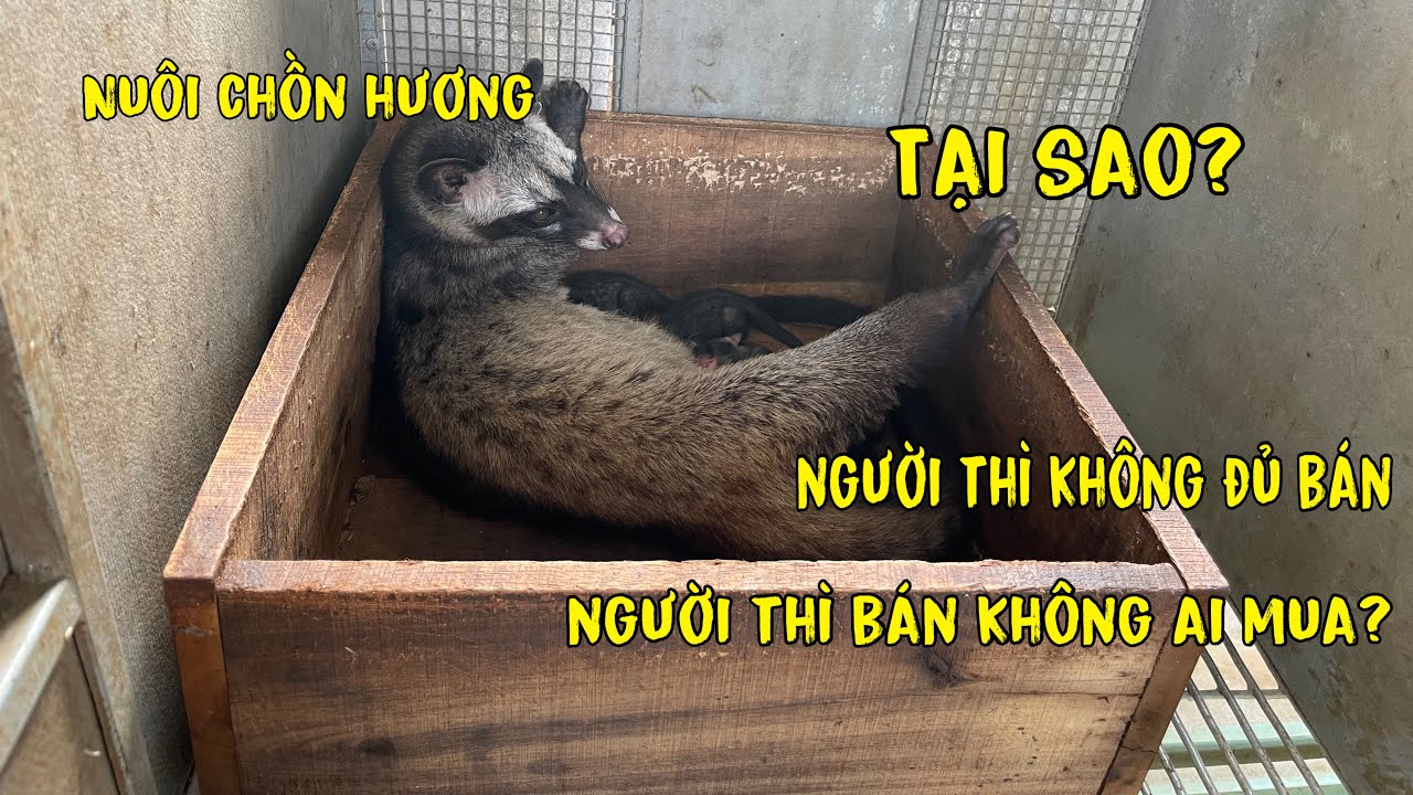 Chồn Hương ,Tại Sao Có Người Nuôi Không Đủ Bán,Người Thì Bán Không Ai Mua?/Góc Chăn Nuôi
