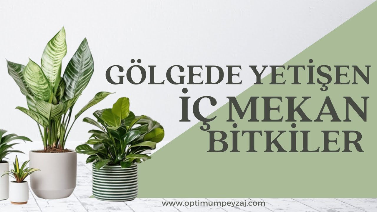 İ&Ccedil; MEKAN BİTKİ ANSİKLOPEDİSİ | G&Ouml;LGEDE YETİŞEN İ&Ccedil; MEKAN BİTKİLERİ,HANGİ &Ccedil;İ&Ccedil;EKLER G&Ouml;LGEDE YETİŞİR?